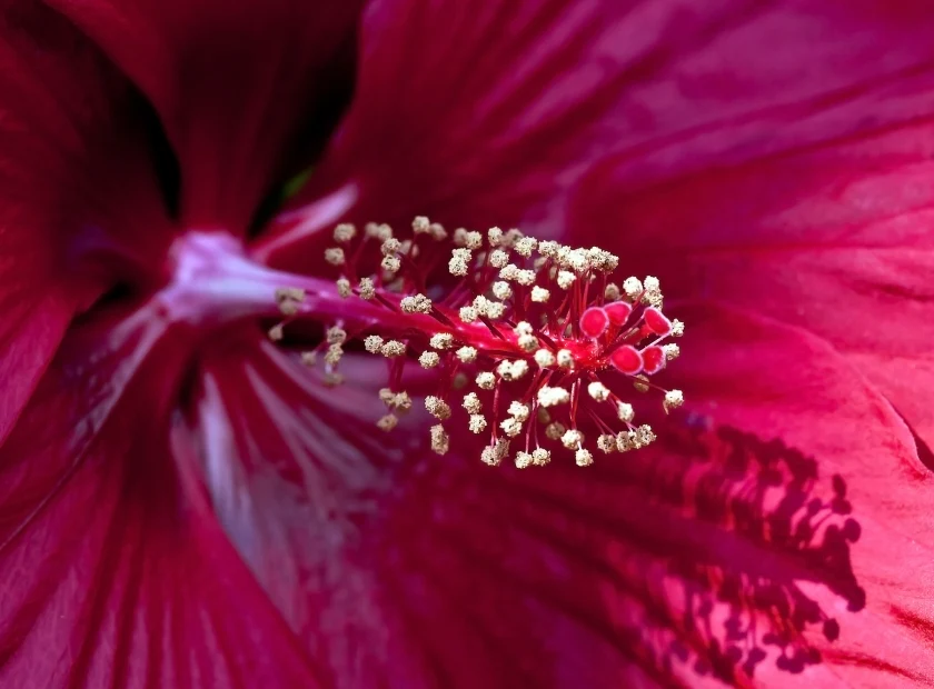 CardioCharge™ Hibiscus Flower Extract for Healthy Blood Pressure Support